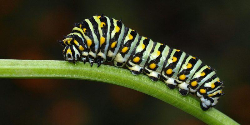 The Potentially Fatal Caterpillars