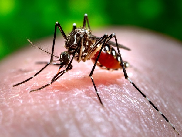 Bolangir’s dengue cases are increasing; a state-level health team is assessing the situation.