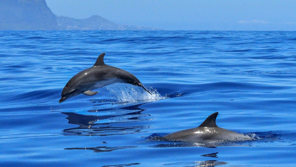 The three-day dolphin census at Chilika Lake begins: Understand how the process is carried out