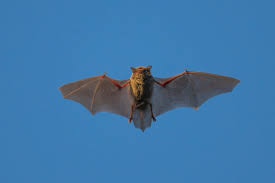 China has found a new bat coronavirus that may be able to spread to humans.