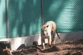 To improve tiger conservation in Odisha, Tigress Zeenat was released in the Similipal Core Area.