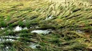 Paddy growers in Cuttack are disturbed by untimely rain and unfavorable weather conditions.