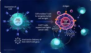 In India, Immuneel introduces reasonably priced CAR T-cell treatment for non-Hodgkins lymphoma.