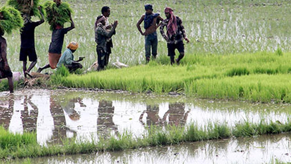 Odisha promises assistance to impacted farmers and proclaims the sudden downpour to be a state calamity.